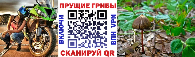 где можно купить   Цивильск  omg как зайти  Псилоцибиновые грибы Cubensis 